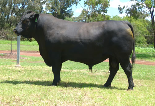 Raff Angus sires and females